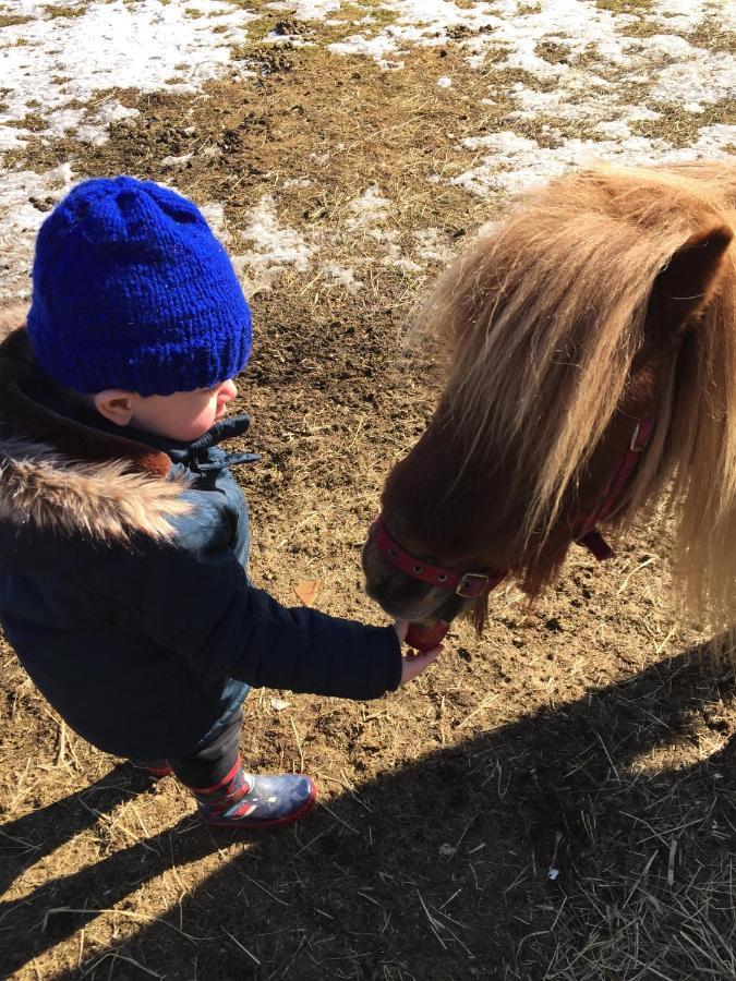 Stegemans Horse Hotel And Country Lodge Ljungby  Esterno foto