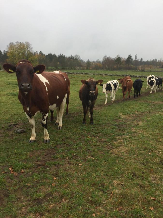 Stegemans Horse Hotel And Country Lodge Ljungby  Esterno foto